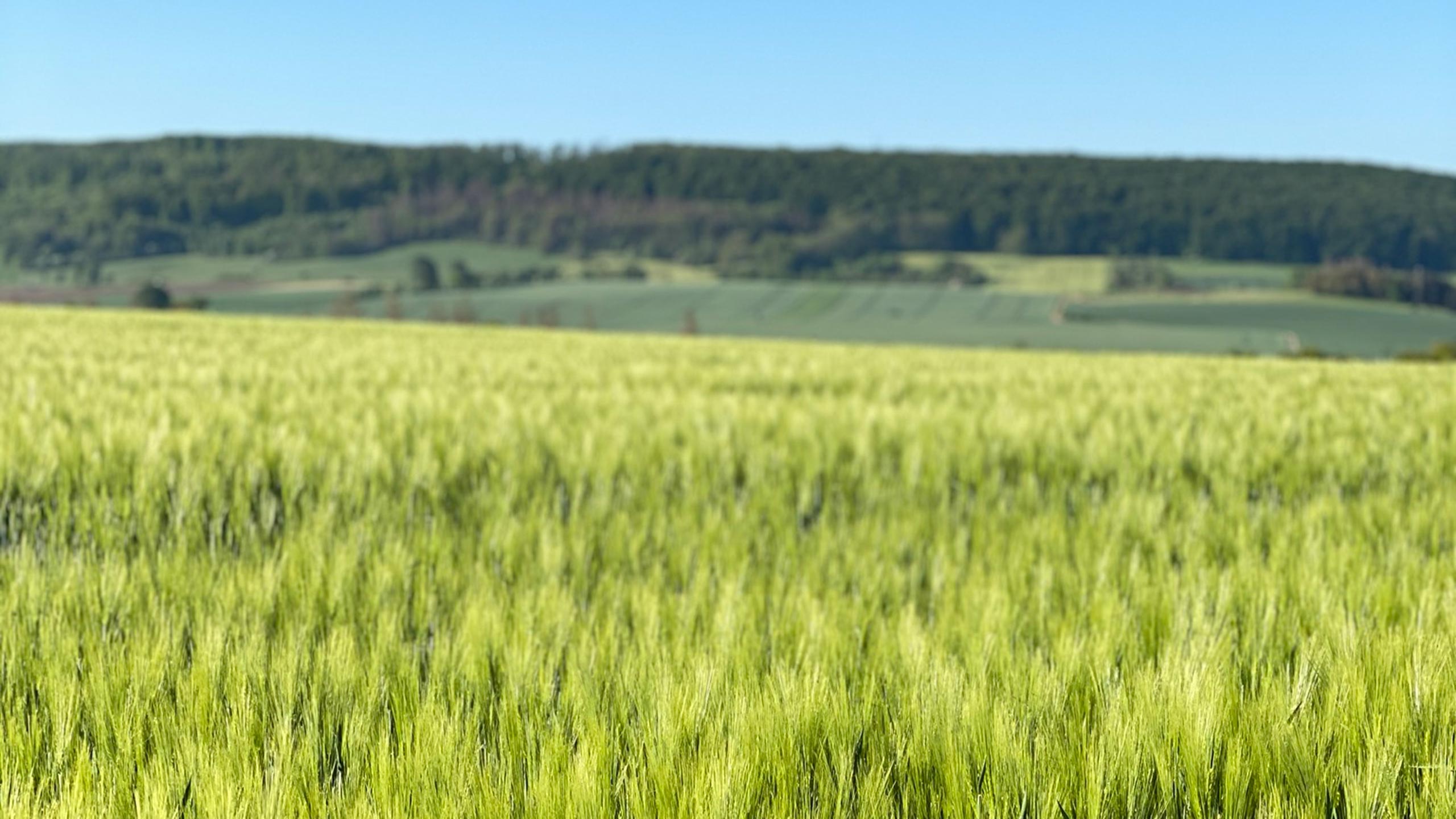 Weizenfeld, BALANCE Ernährung & Beratung
